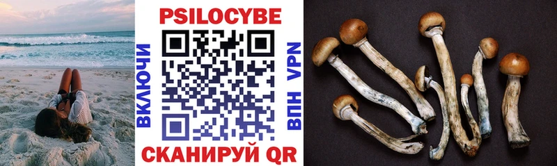 Галлюциногенные грибы Psilocybine cubensis  Купить  Новоалександровск 